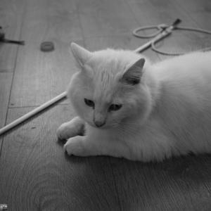 Jaggy playing