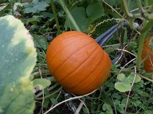 Elizabeth growing pumpkins